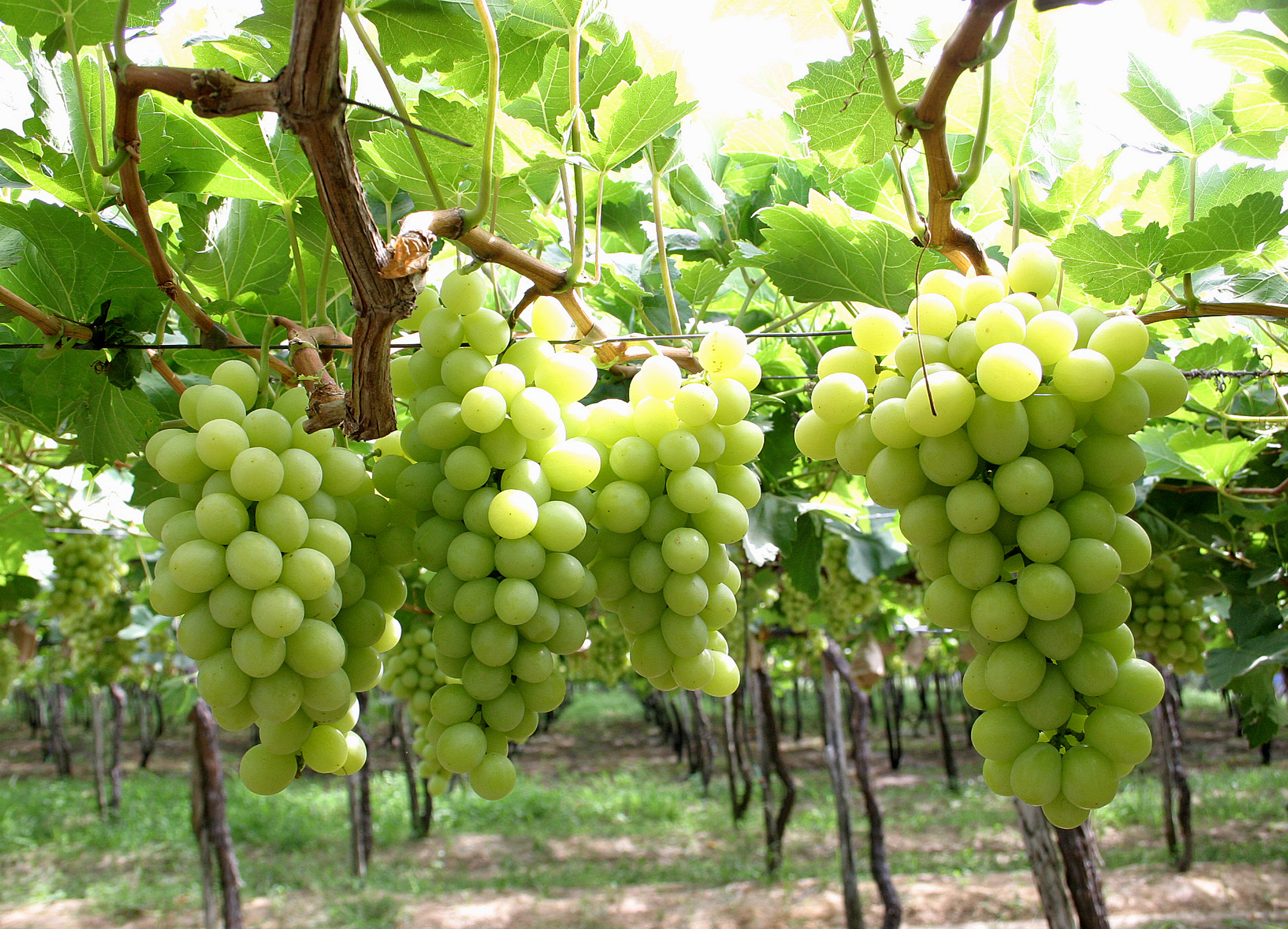 Enoturismo e turismo rural