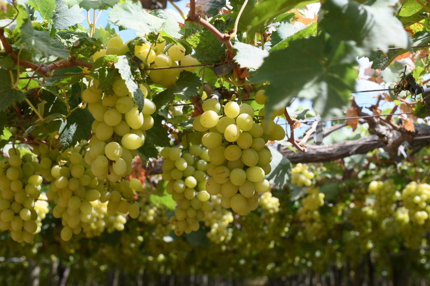 AMA divulga cotação dos hortifrutigranjeiros comercializados no Mercado do Produtor de Juazeiro nesta quarta-feira (22)