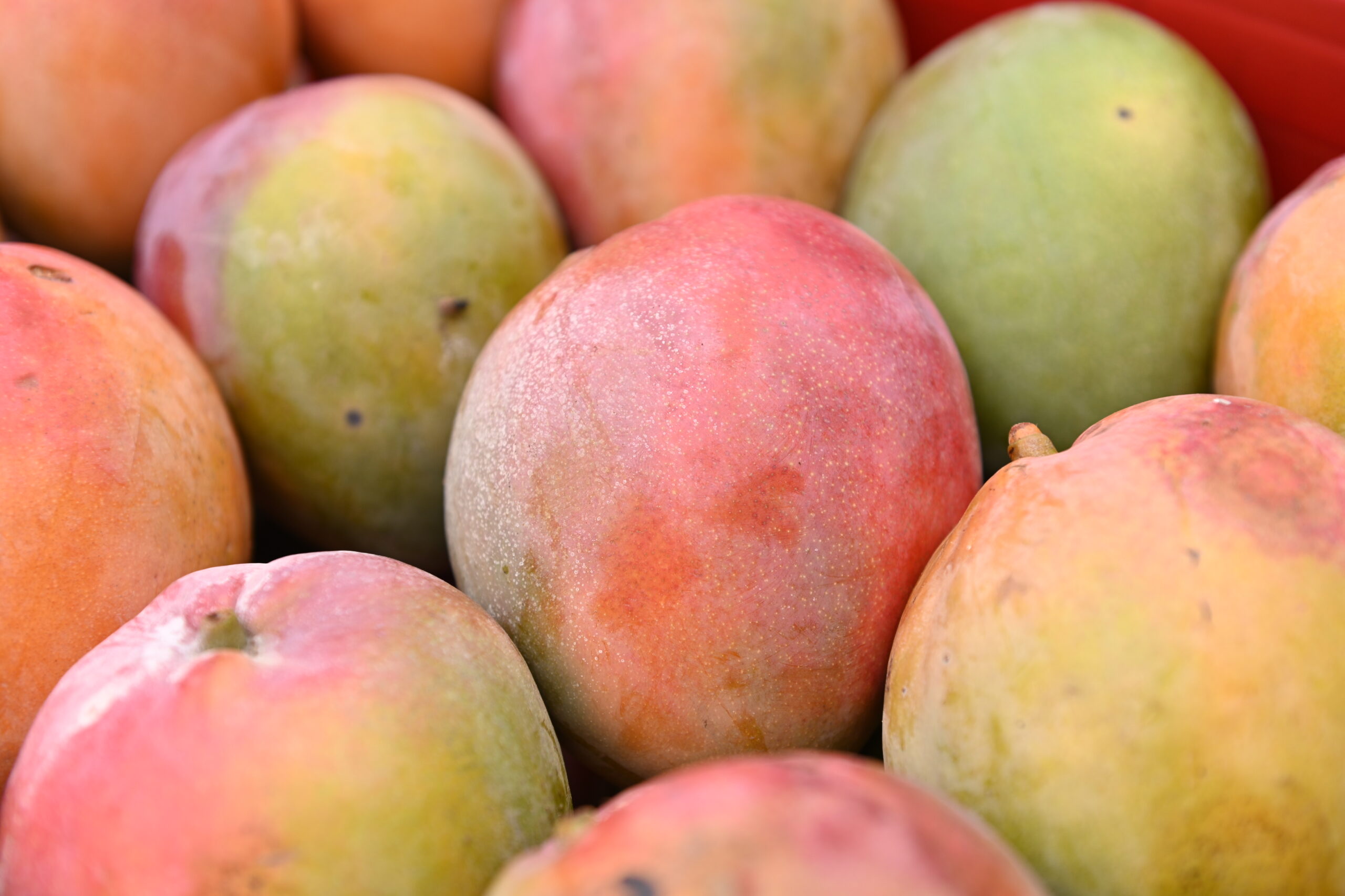 AMA divulga preços atualizados de hortifrutigranjeiros no Mercado do Produtor de Juazeiro nesta terça (12)