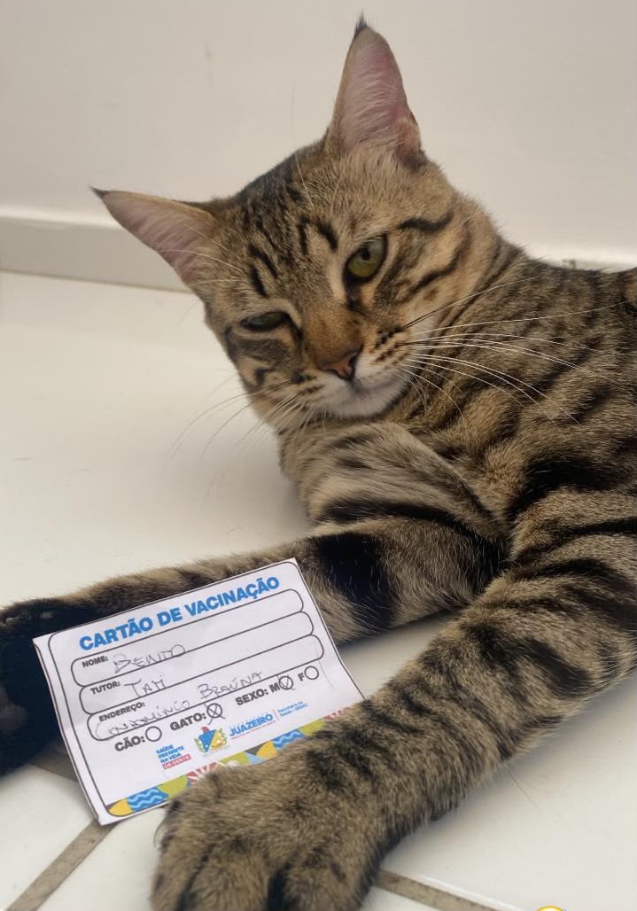 Mais de 500 animais são vacinados no Dia D da Campanha Antirrábica em Juazeiro