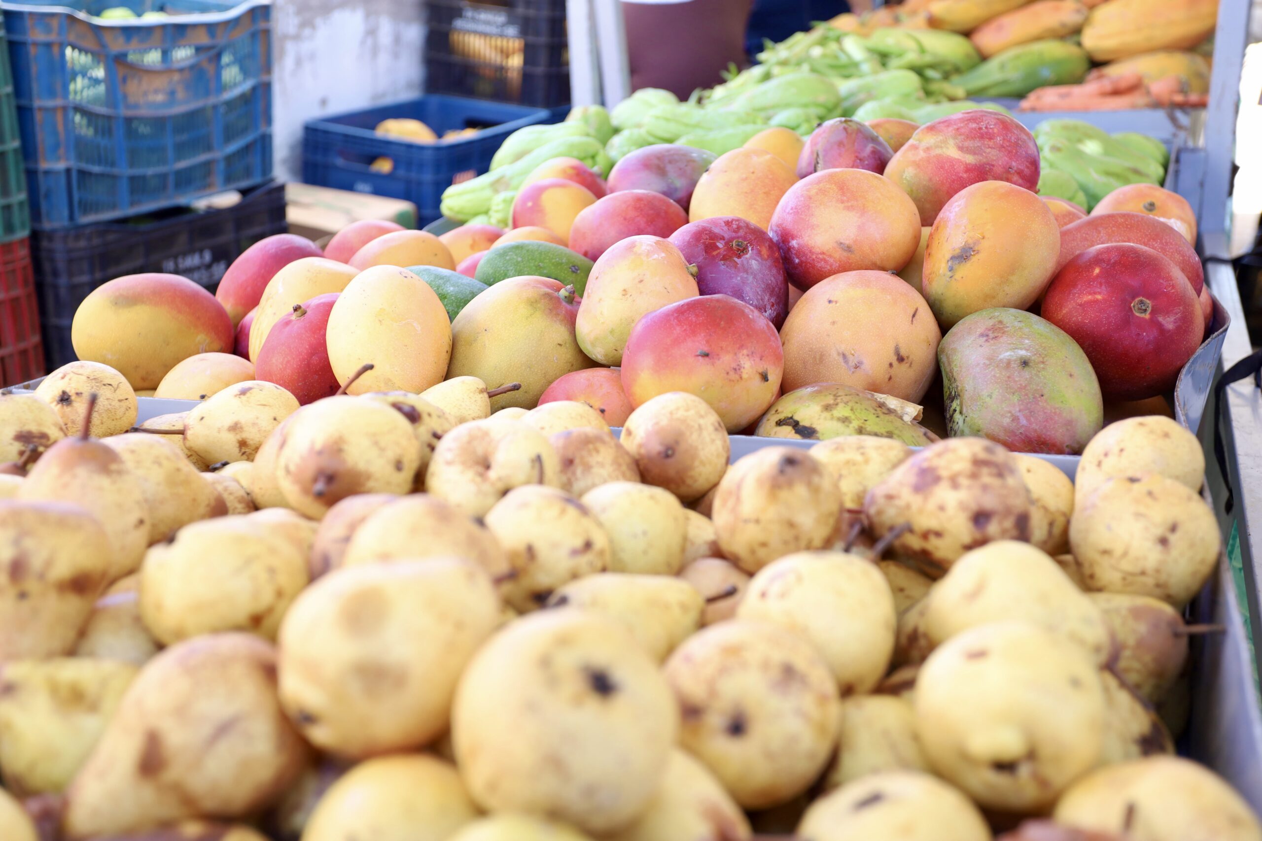 Feira Solidária da AMA leva alimentos gratuitos a famílias do bairro Antônio Guilhermino