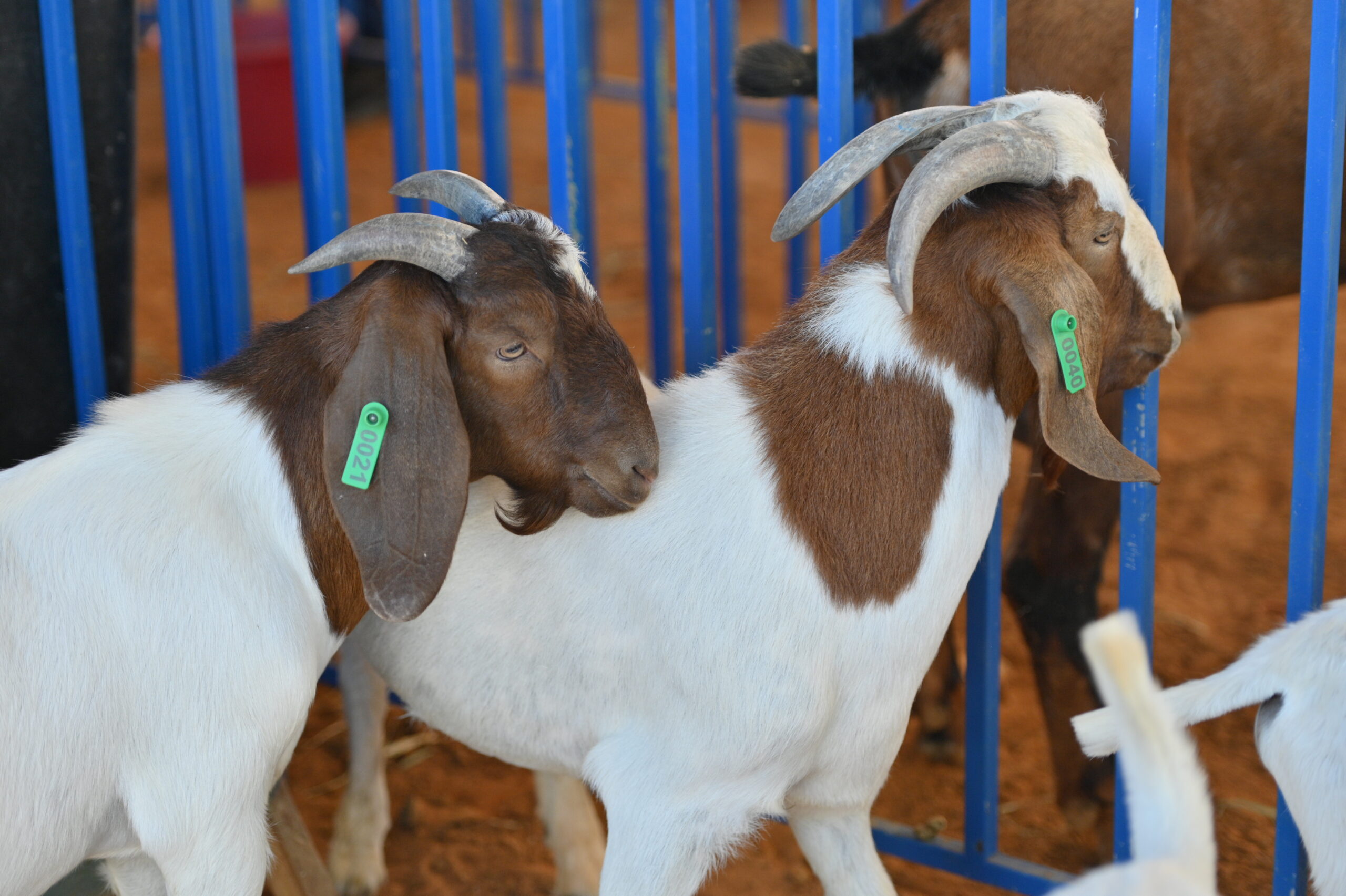 17ª Feira do Bode de Massaroca movimenta R$ 56 mil e celebra a força do campo e da economia em Juazeiro