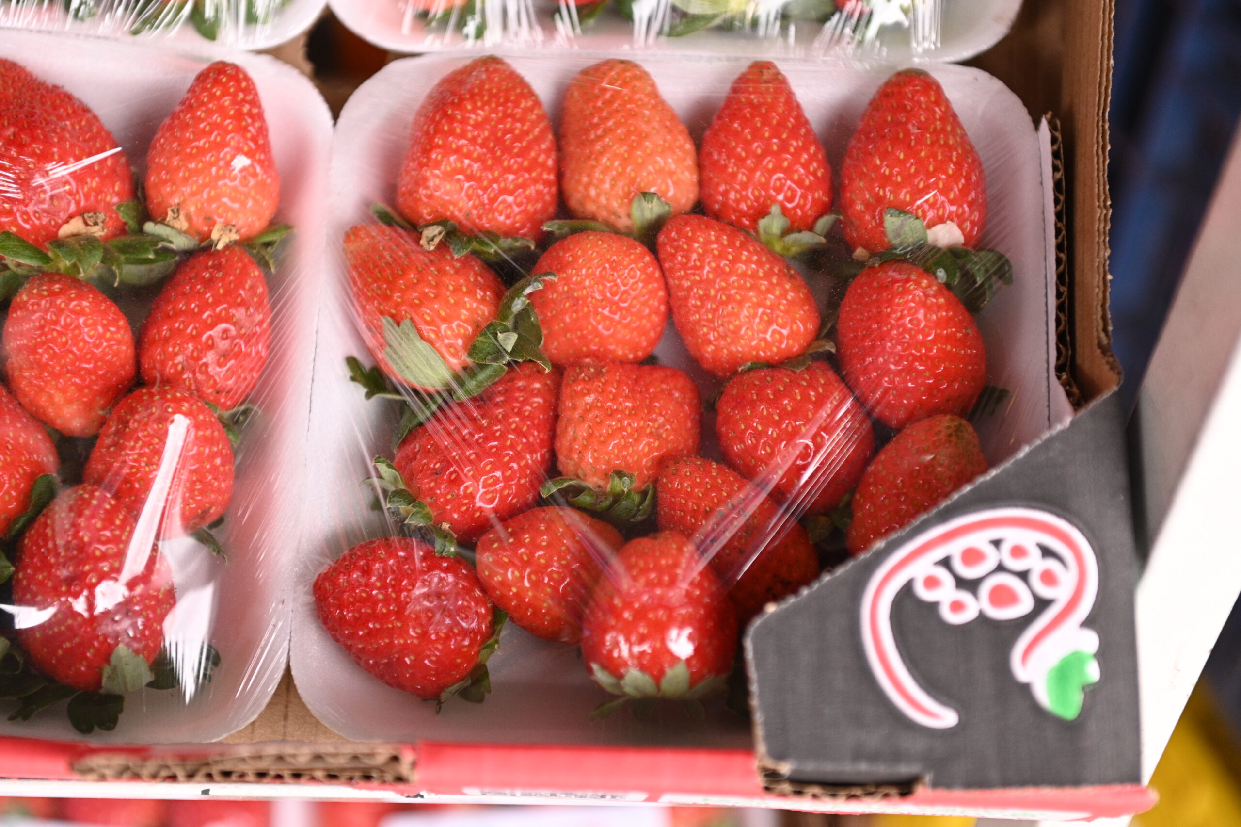 Prefeitura de Juazeiro divulga cotação dos hortifrutigranjeiros comercializados no Mercado do Produtor nesta sexta-feira (25)
