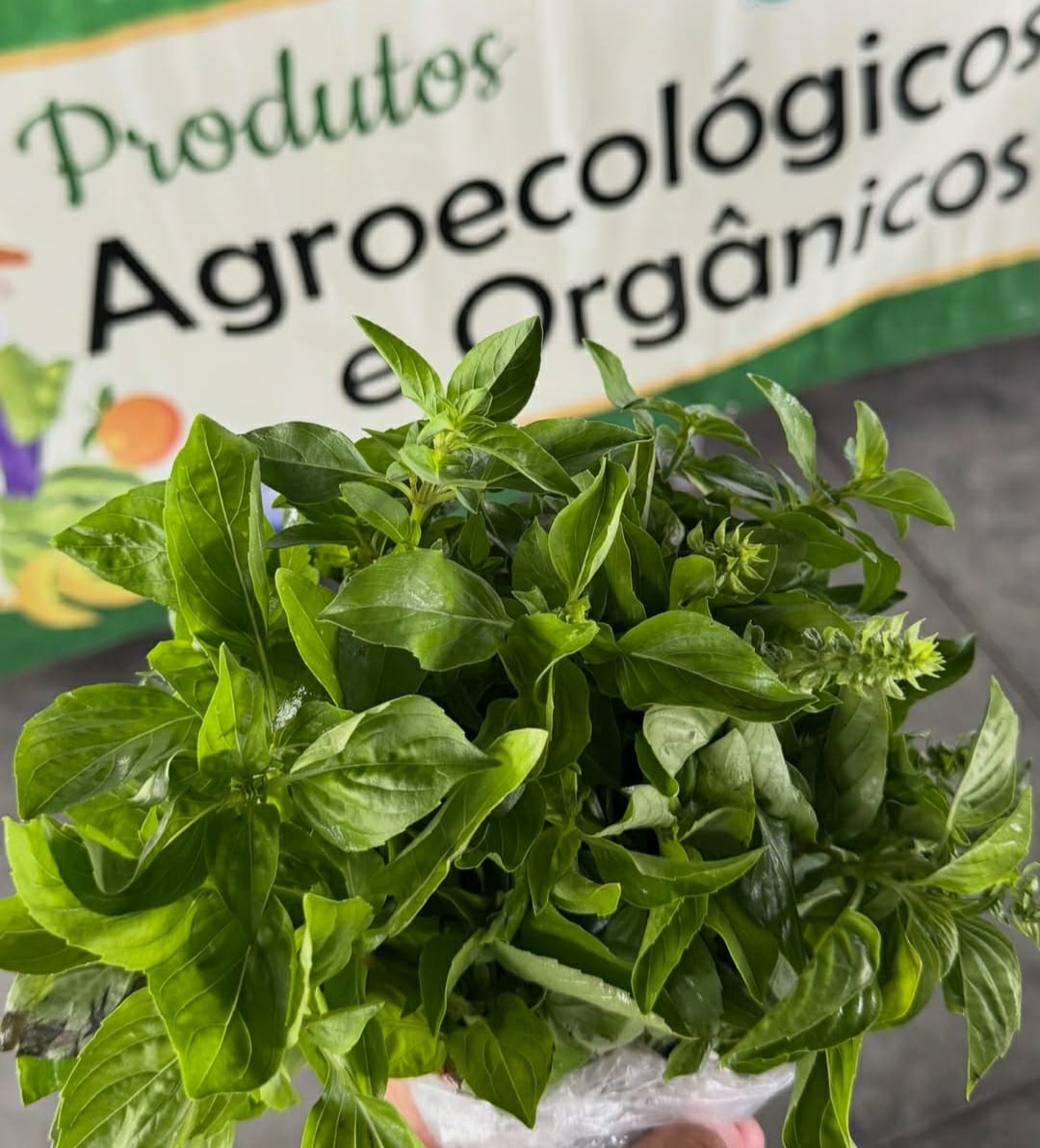 Prefeitura de Juazeiro divulga cotação de hortifrutigranjeiros e destaca preços de plantas medicinais no Mercado do Produtor